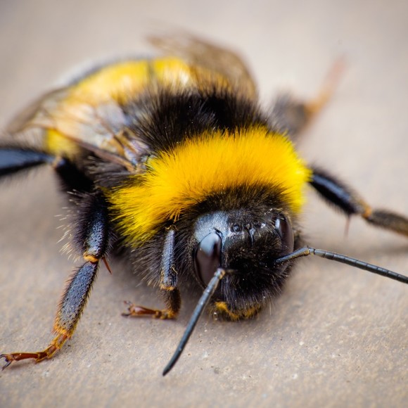 bumblebeebumble